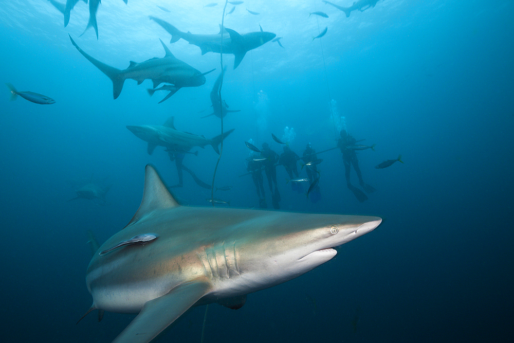 Blacktip Sharks, Carcharhinus limbatus, Aliwal Shoal, Indian Ocean, South Africa