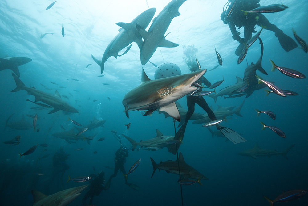 Blacktip Sharks, Carcharhinus limbatus, Aliwal Shoal, Indian Ocean, South Africa