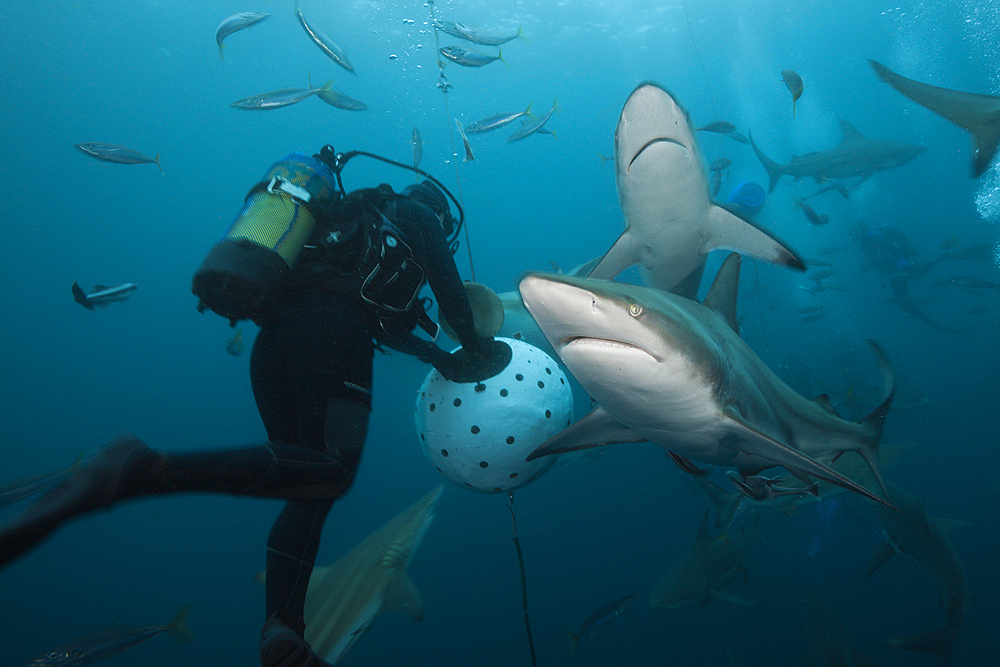 Blacktip Sharks, Carcharhinus limbatus, Aliwal Shoal, Indian Ocean, South Africa