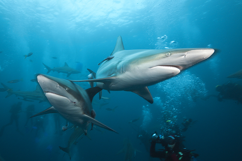 Blacktip Sharks, Carcharhinus limbatus, Aliwal Shoal, Indian Ocean, South Africa