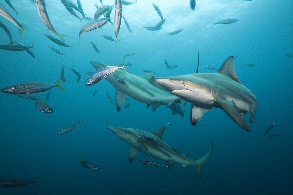 Blacktip Sharks, Carcharhinus limbatus, Aliwal Shoal, Indian Ocean, South Africa