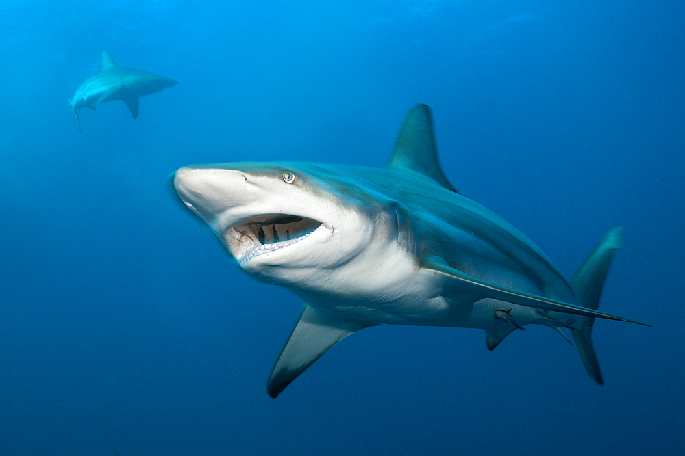 Blacktip Shark, Carcharhinus limbatus, Aliwal Shoal, Indian Ocean, South Africa