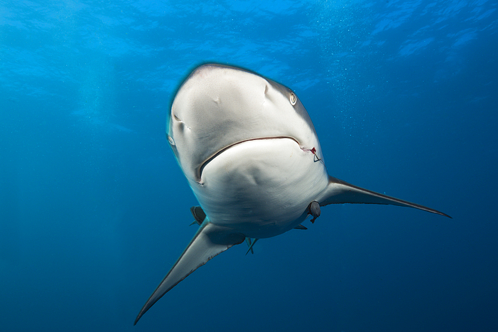 Blacktip Shark, Carcharhinus limbatus, Aliwal Shoal, Indian Ocean, South Africa