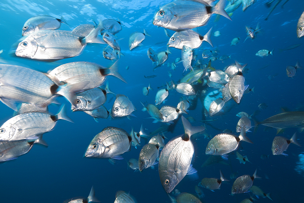 Shoal of Breams, Diplodus capensis, Aliwal Shoal, Indian Ocean, South Africa