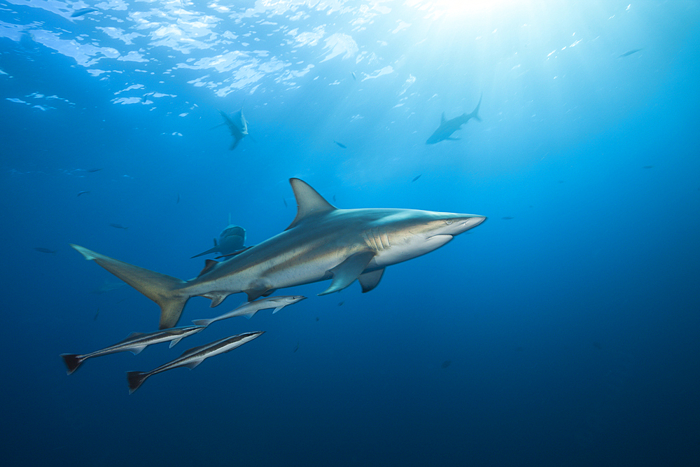 Blacktip Shark, Carcharhinus limbatus, Aliwal Shoal, Indian Ocean, South Africa