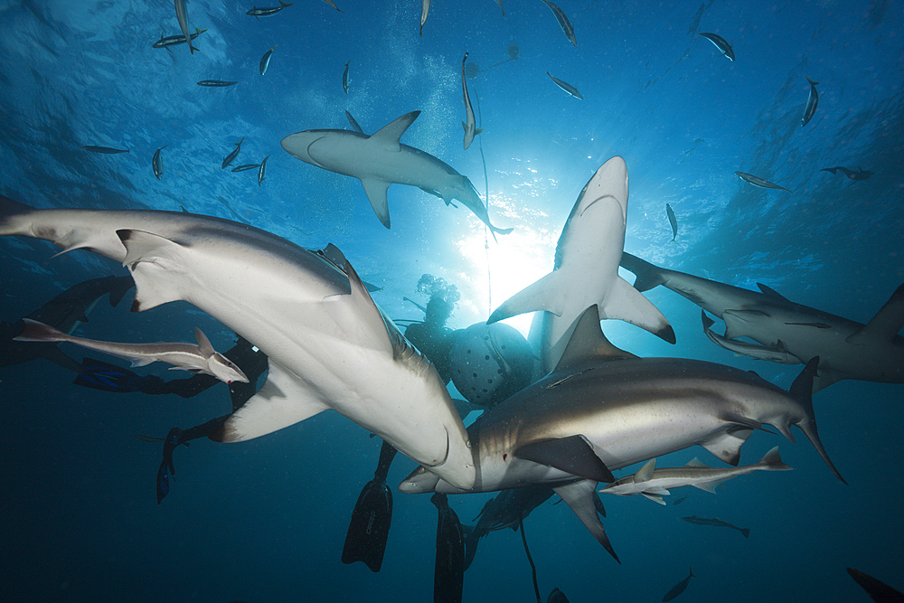 Blacktip Sharks, Carcharhinus limbatus, Aliwal Shoal, Indian Ocean, South Africa