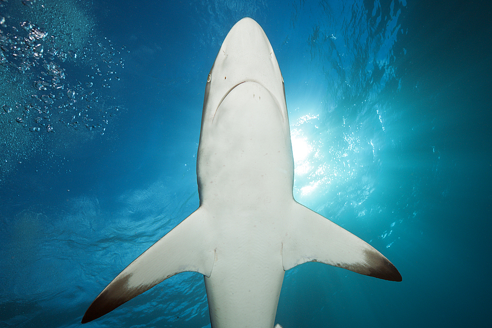 Blacktip Shark, Carcharhinus limbatus, Aliwal Shoal, Indian Ocean, South Africa