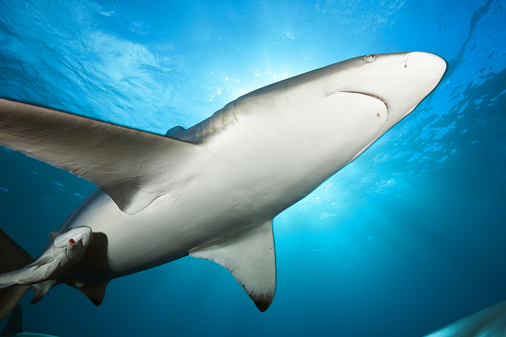 Blacktip Shark, Carcharhinus limbatus, Aliwal Shoal, Indian Ocean, South Africa