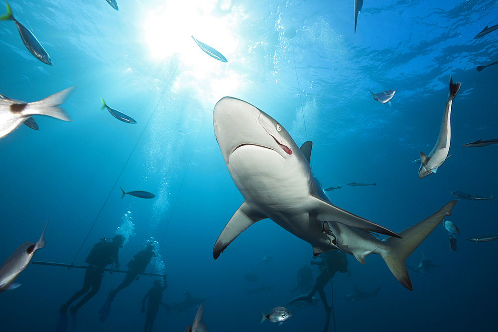 Blacktip Sharks, Carcharhinus limbatus, Aliwal Shoal, Indian Ocean, South Africa