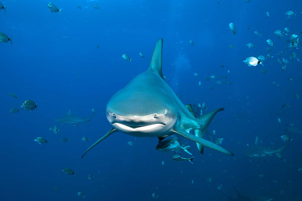 Blacktip Shark, Carcharhinus limbatus, Aliwal Shoal, Indian Ocean, South Africa