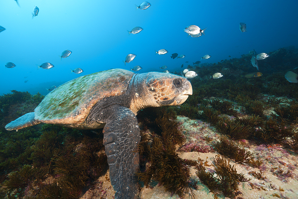 Loggerhead Sea Turtle, Caretta caretta, Aliwal Shoal, Indian Ocean, South Africa