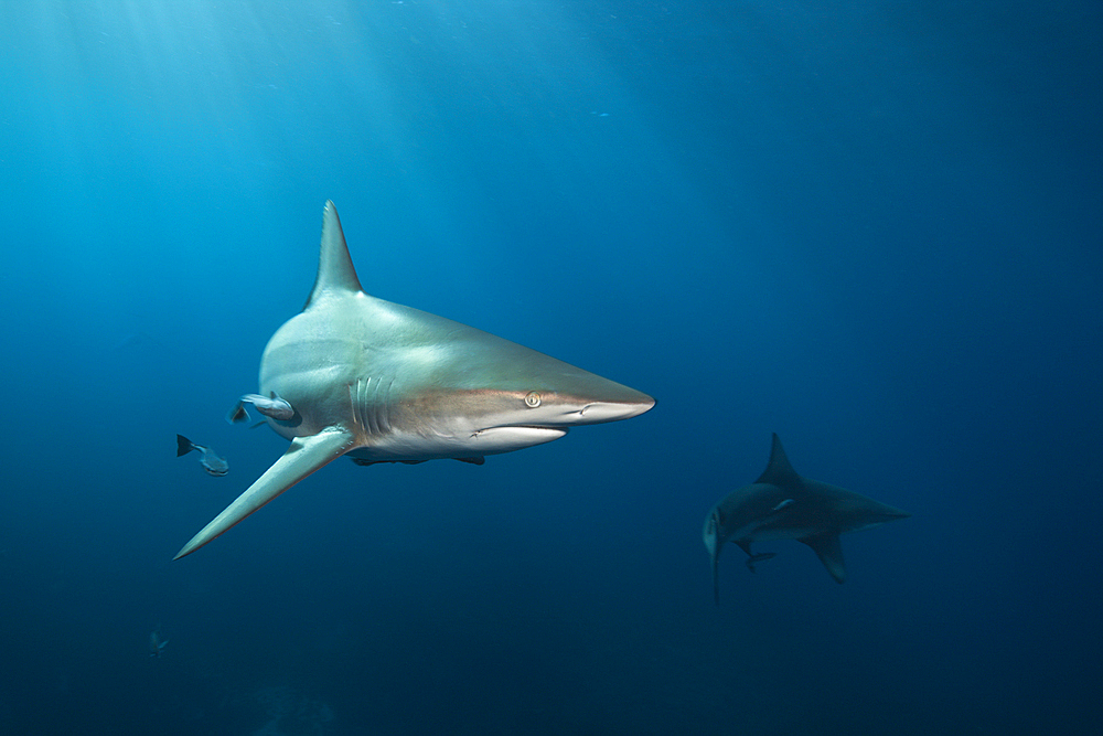 Blacktip Shark, Carcharhinus limbatus, Aliwal Shoal, Indian Ocean, South Africa