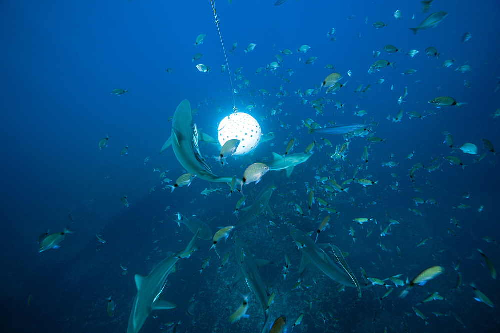 Blacktip Sharks, Carcharhinus limbatus, Aliwal Shoal, Indian Ocean, South Africa