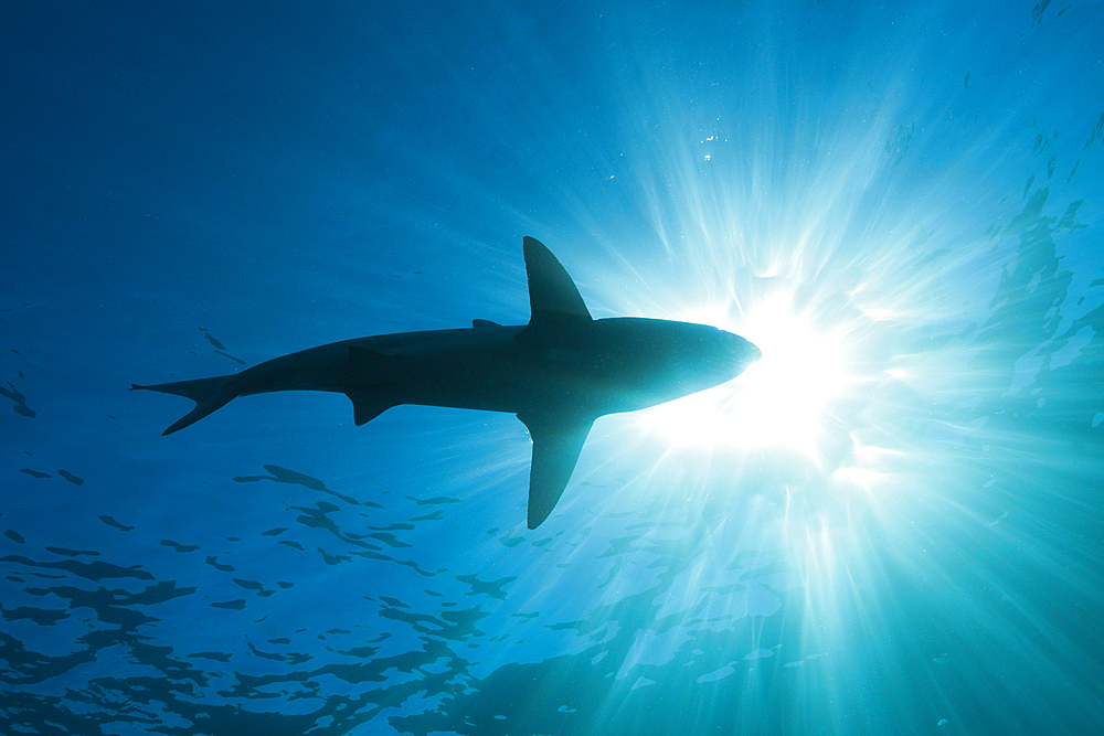 Blacktip Shark, Carcharhinus limbatus, Aliwal Shoal, Indian Ocean, South Africa