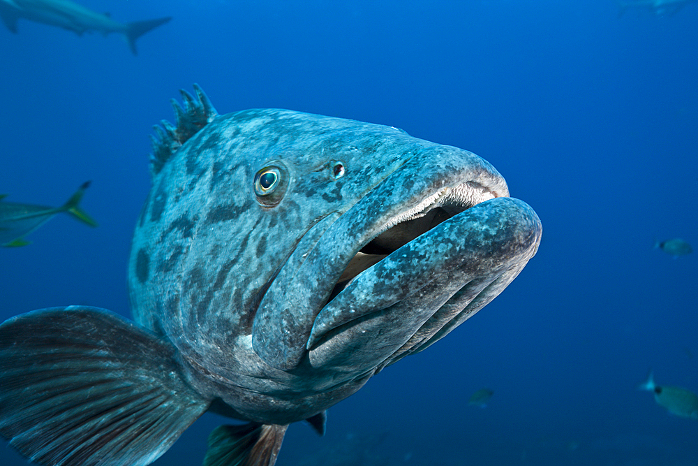 Potato Grouper, Epinephelus tukula, Aliwal Shoal, Indian Ocean, South Africa