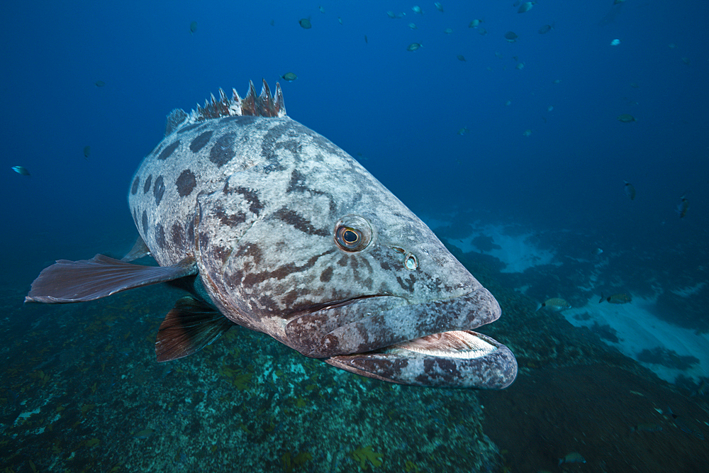 Potato Grouper, Epinephelus tukula, Aliwal Shoal, Indian Ocean, South Africa