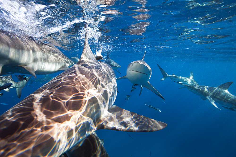 Blacktip Sharks, Carcharhinus limbatus, Aliwal Shoal, Indian Ocean, South Africa