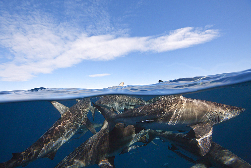 Blacktip Sharks, Carcharhinus limbatus, Aliwal Shoal, Indian Ocean, South Africa