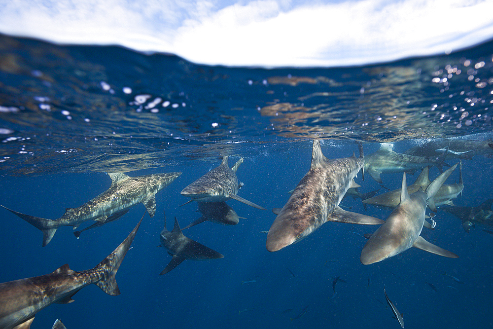 Blacktip Sharks, Carcharhinus limbatus, Aliwal Shoal, Indian Ocean, South Africa