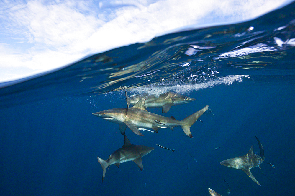 Blacktip Sharks, Carcharhinus limbatus, Aliwal Shoal, Indian Ocean, South Africa