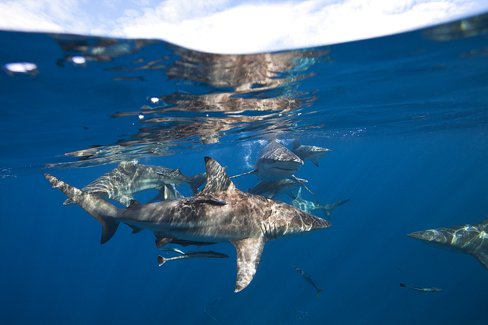 Blacktip Sharks, Carcharhinus limbatus, Aliwal Shoal, Indian Ocean, South Africa