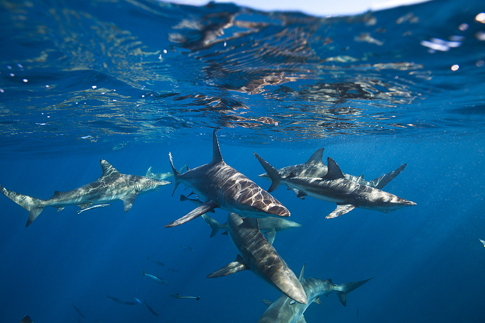 Blacktip Sharks, Carcharhinus limbatus, Aliwal Shoal, Indian Ocean, South Africa