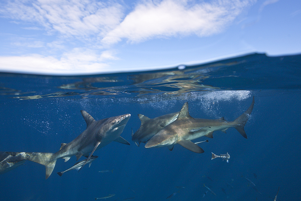 Blacktip Sharks, Carcharhinus limbatus, Aliwal Shoal, Indian Ocean, South Africa