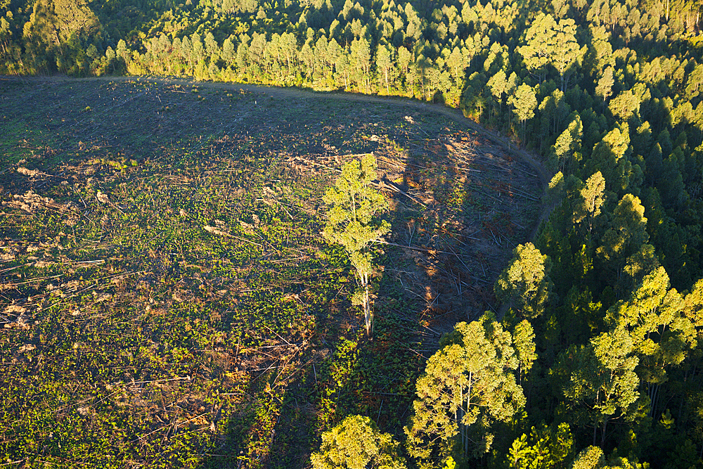 Rainforest cleared for Tea Plantation, Mbotyi, Eastern Cap, South Africa