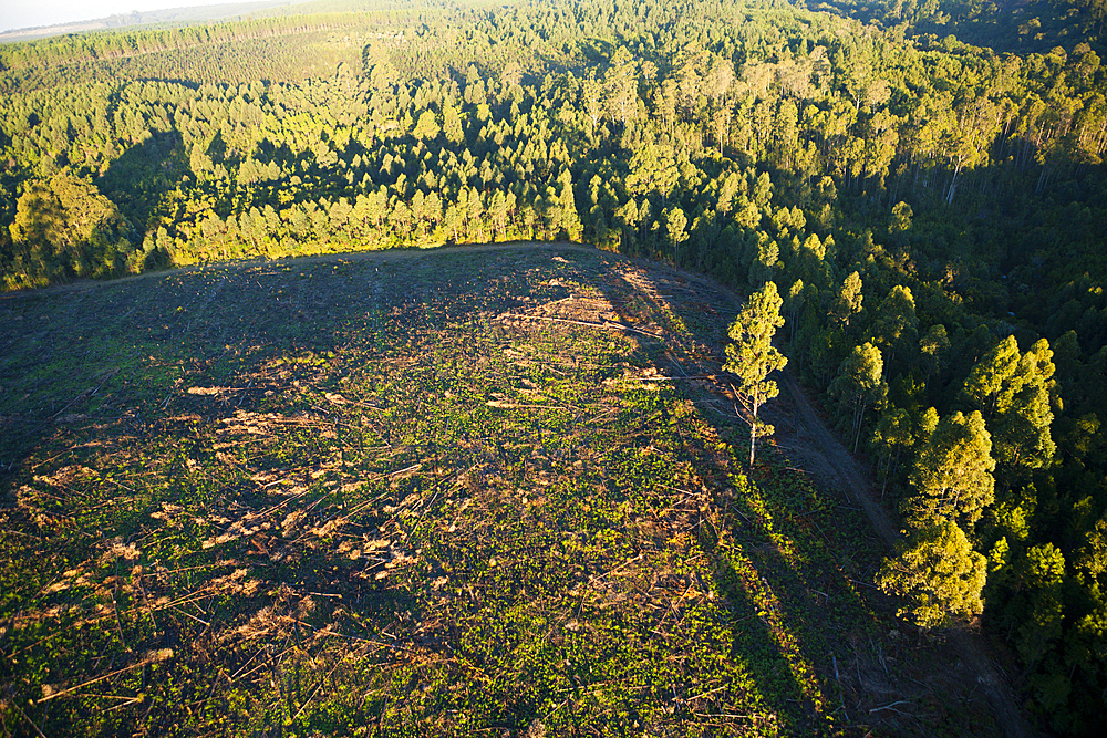 Rainforest cleared for Tea Plantation, Mbotyi, Eastern Cap, South Africa