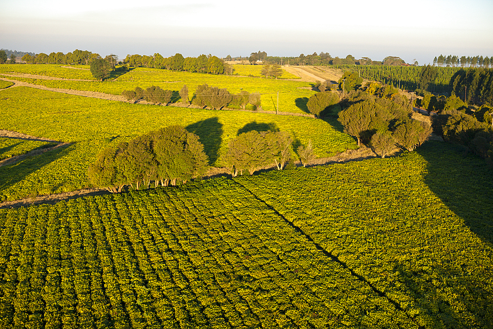 Tea Plantation at Wild Coast, Mbotyi, Eastern Cap, South Africa