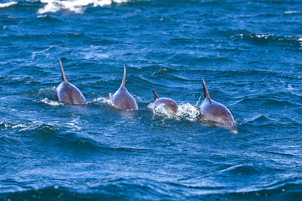 Common Dolphin, Delphinus capensis, Wild Coast, Eastern Cap, South Africa