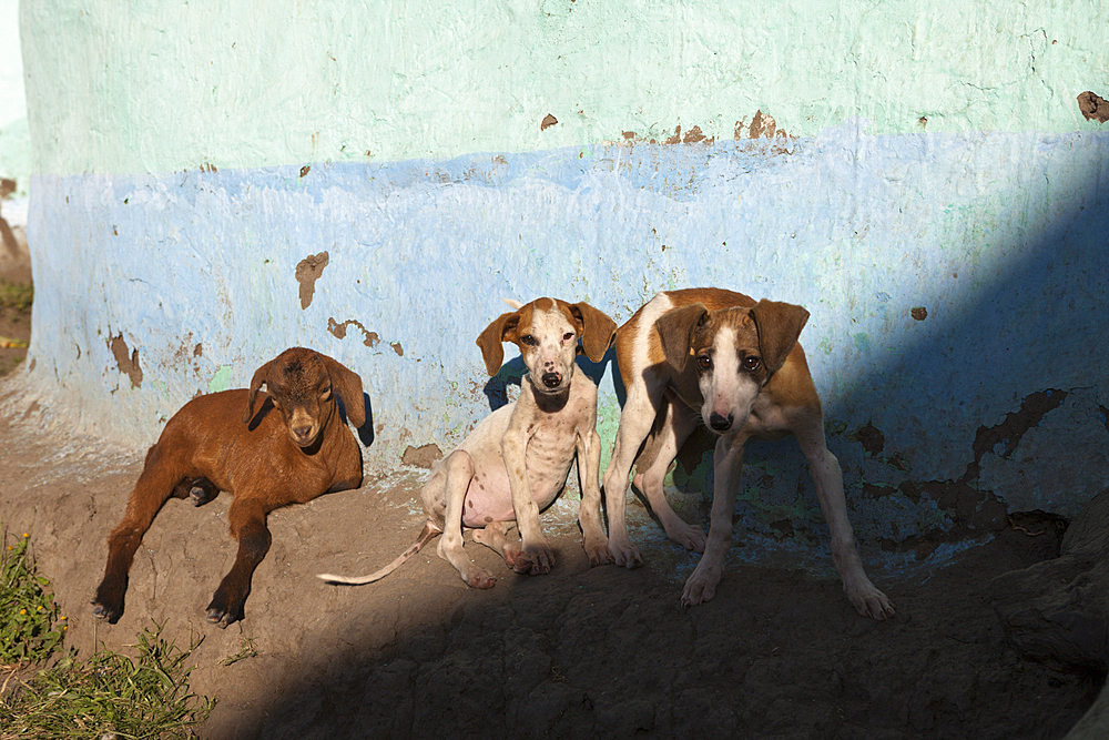 Dogs in Xhosa Village, Wild Coast, Eastern Cap, South Africa