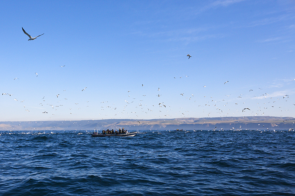 Cape Gannets hunting Sardines, Morus capensis, Indian Ocean, Wild Coast, South Africa