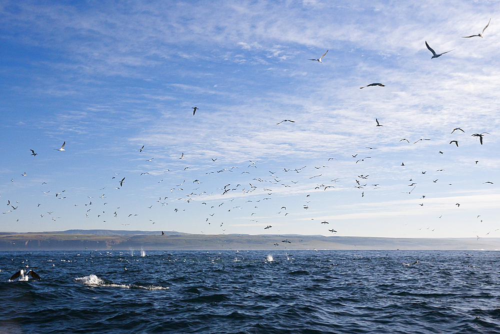 Cape Gannets hunting Sardines, Morus capensis, Indian Ocean, Wild Coast, South Africa