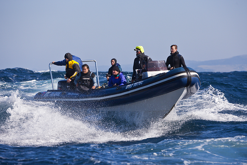 Diving Boat Sardine Run, Indian Ocean, Wild Coast, South Africa