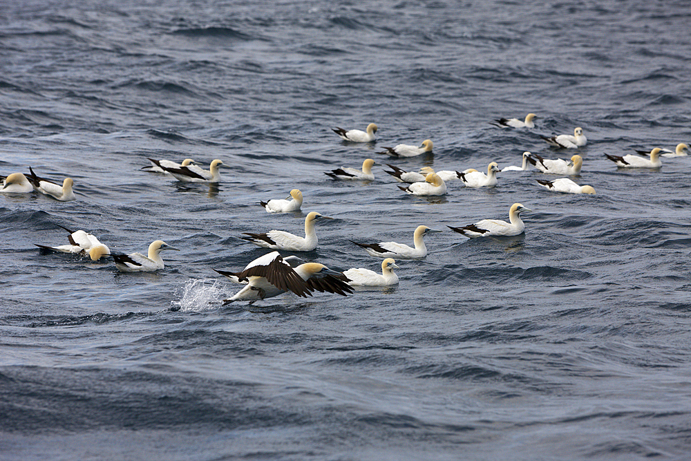 Cape Gannets hunting Sardines, Morus capensis, Indian Ocean, Wild Coast, South Africa