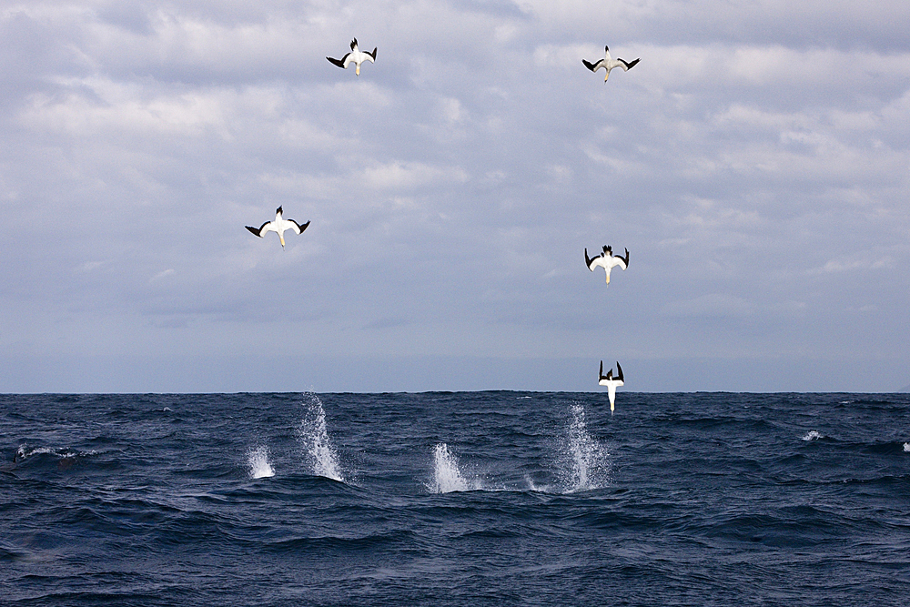 Cape Gannets hunting Sardines, Morus capensis, Indian Ocean, Wild Coast, South Africa