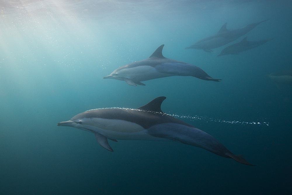 Common Dolphin, Delphinus capensis, Indian Ocean, Wild Coast, South Africa