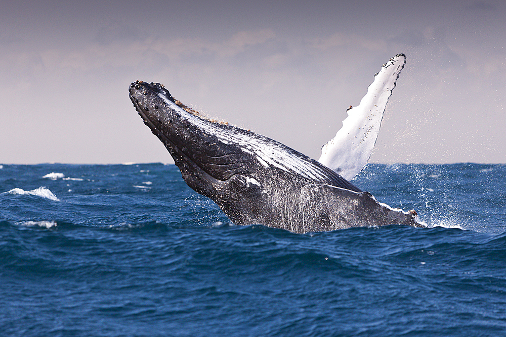 Breaching Humpback Whale, Megaptera novaeangliae, Indian Ocean, Wild Coast, South Africa