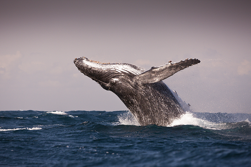 Breaching Humpback Whale, Megaptera novaeangliae, Indian Ocean, Wild Coast, South Africa