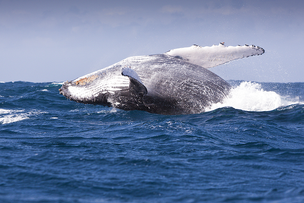 Breaching Humpback Whale, Megaptera novaeangliae, Indian Ocean, Wild Coast, South Africa