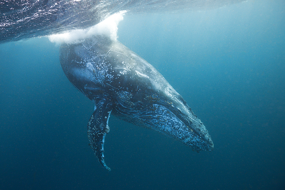 Humpback Whale, Megaptera novaeangliae, Indian Ocean, Wild Coast, South Africa