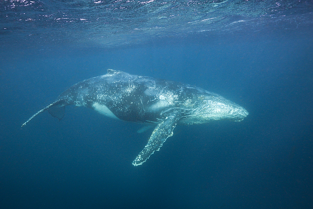 Humpback Whale, Megaptera novaeangliae, Indian Ocean, Wild Coast, South Africa