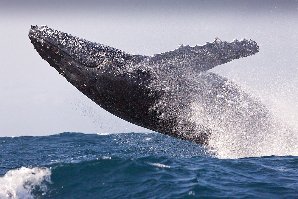 Breaching Humpback Whale, Megaptera novaeangliae, Indian Ocean, Wild Coast, South Africa