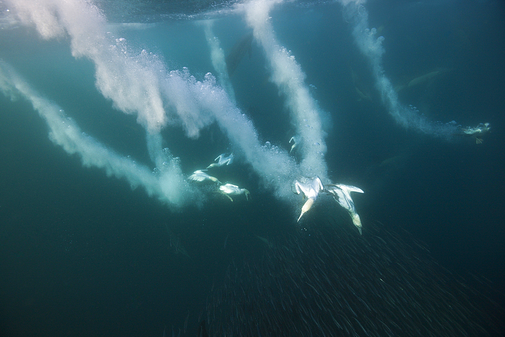 Cape Gannets hunting Sardines, Morus capensis, Indian Ocean, Wild Coast, South Africa