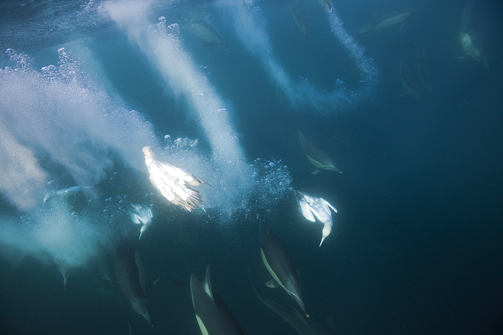 Cape Gannets hunting Sardines, Morus capensis, Indian Ocean, Wild Coast, South Africa