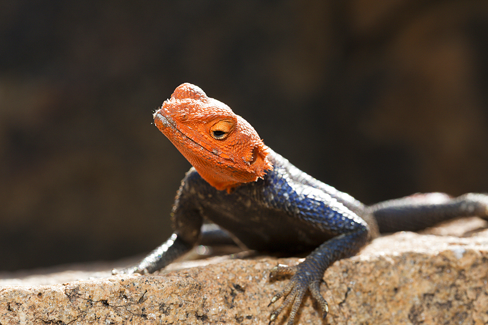 Male Common Agama, Agama agama, Brandberg, Erongo, Namibia