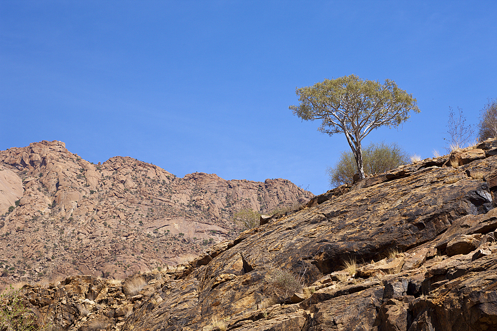 Impressions of Tsisab Ravine Valley, Brandberg, Erongo, Namibia