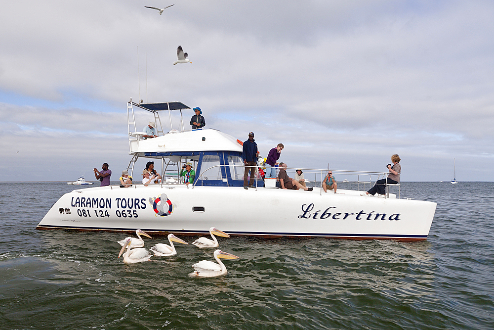 Tourists and Great White Pelican, Pelecanus onocrotalus, Walvis Bay, Namibia