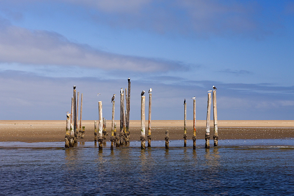 Seabirds resting on old Pier, Phalacrocorax lucidus, Walvis Bay, Namibia